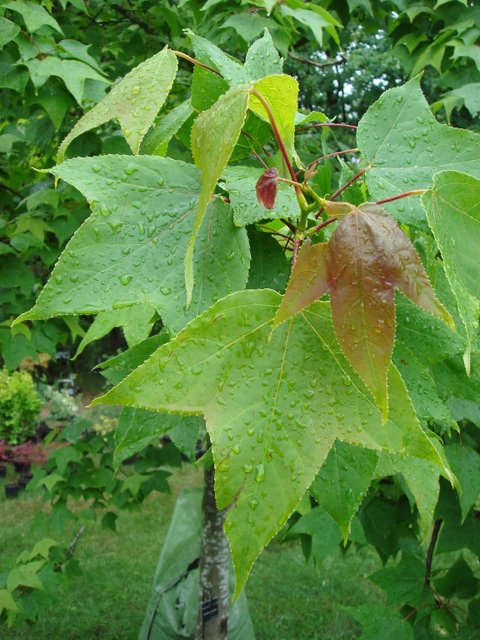 Liquidambar formosana feuille